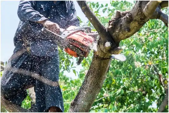 tree services Sturtevant